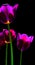 tulips is a perennial, bulbous plant with showy flowers