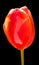 tulips is a perennial, bulbous plant with showy flowers