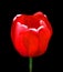 Tulips is a perennial, bulbous plant with showy flowers