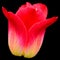 Tulips is a perennial, bulbous plant with showy flowers