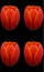 Tulips is a perennial, bulbous plant with showy flowers in the genus Tulipa,