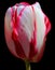 Tulips is a perennial, bulbous plant with showy flowers in the genus Tulipa
