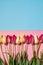 Tulips on pink and blue pastel background, copy space. Spring minimal concept. Womens Day, Mothers Day, Valentines Day, Easter,