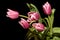 Tulips pink bouquet black background
