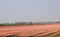 Tulips pink field