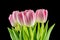 Tulips. pink flowers isolated on a Black background