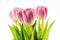 Tulips. pink flowers isolated on a white background