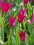 Tulips Pink Lily Tulipa flowers