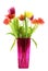 Tulips in a pink vase