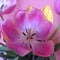 Tulips pink and yellow against pink wall