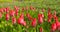 Tulips Plantation in Netherlands Agriculture