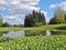 Tulips ,pond and duck - Spring