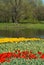 Tulips ,pond - Spring