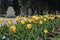 Tulips in the public cemetery