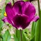 Tulips of the Purple prince variety bloom in the spring park