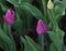 Tulips are purple. Spring flowers. Juicy photo with contrasting colors.