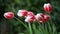 Tulips after a rain