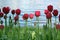 Tulips red illuminated by a beam of light Central flower on a water background