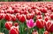 tulips red pink and white field during sping sunny day