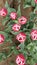 Tulips in row from above photograph Pink with white tips.