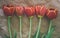 Tulips in a row on craft paper