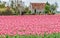 Tulips season, The Netherlands - Keukenhof