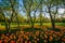 Tulips at Sherwood Gardens Park, in Guilford, Baltimore, Maryland