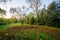 Tulips at Sherwood Gardens Park, in Guilford, Baltimore, Maryland