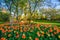 Tulips at Sherwood Gardens Park, in Guilford, Baltimore, Maryland