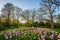 Tulips at Sherwood Gardens Park, in Guilford, Baltimore, Maryland