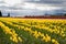 Tulips in the Skagit Valley