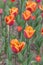 Tulips in the spring