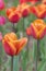 Tulips in the spring close up