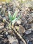 Tulips sprout from the ground through white snow in the chill of springtime. Tulip leaves are covered with frosty ice. Frozen