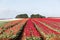 Tulips Table Cape Tasmania