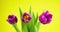 Tulips. Timelapse of purple colorful tulips flower blooming on yellow background. 4K video