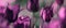 Tulips tinted in shades of deep purple and grey green