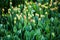 Tulips, tulip cultivation in a nursery