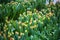 Tulips, tulip cultivation in a nursery