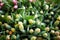 Tulips, tulip cultivation in a nursery