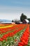 Tulips Tulip Farm with Barn