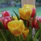 Tulips Tulipa flowers close up in a bunch