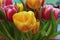 Tulips Tulipa flowers close up in a bunch