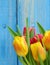 Tulips Tulipa fowers with green leaves close up on blue background