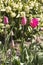 Tulips in a UK garden with defocussed background