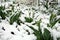 Tulips under the snow