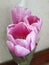 Tulips in a vase. March 8. gifts. Flowers for a girl. purple tulips