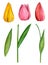 Tulips vector clip art