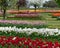 Tulips at Veldheer Tulip Gardens, Holland, MI