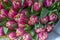 Tulips in violet colour